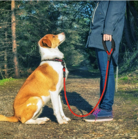 Pet Travel & Outdoor