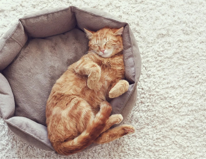 Pet Health & Comfort