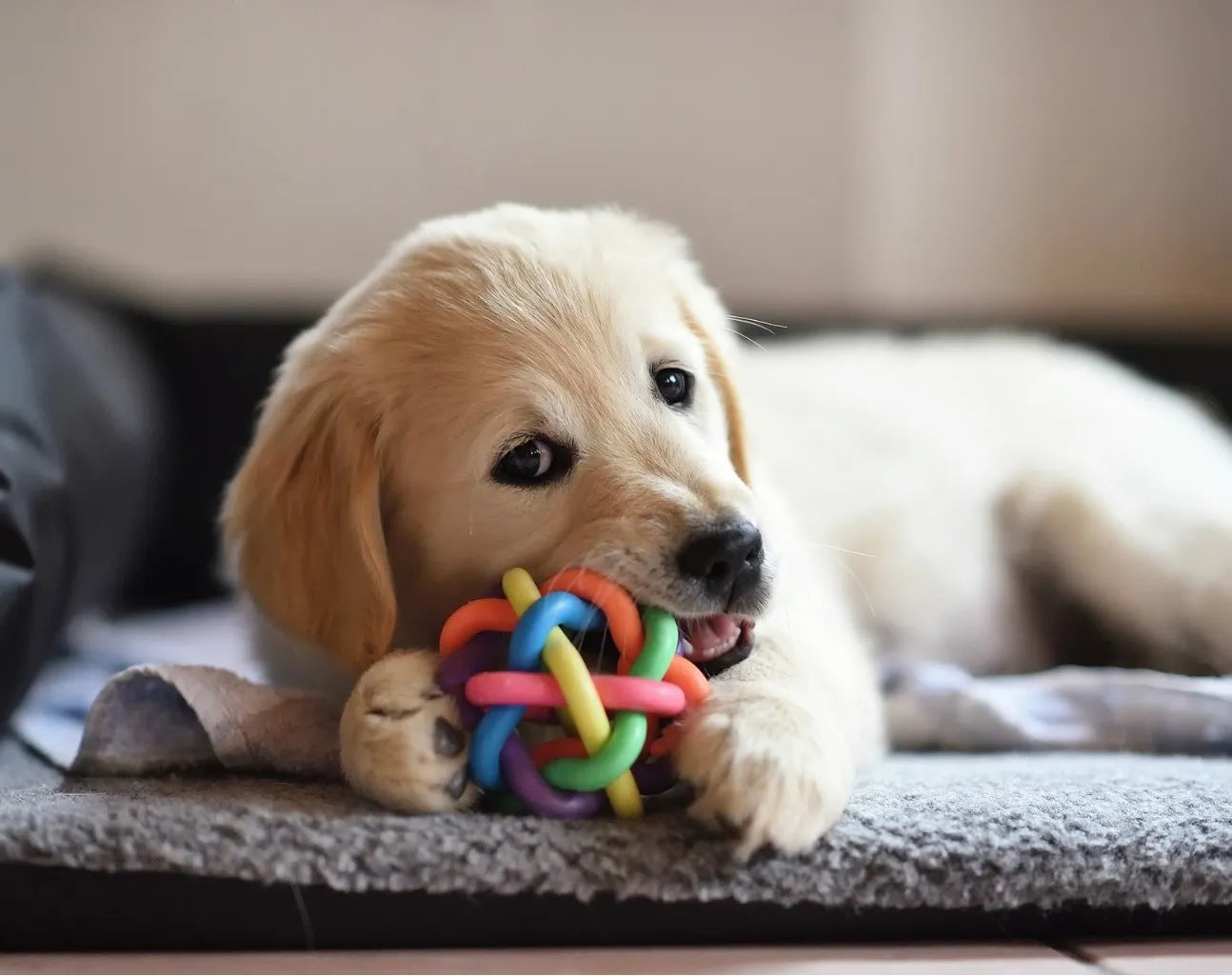 Pet Toys