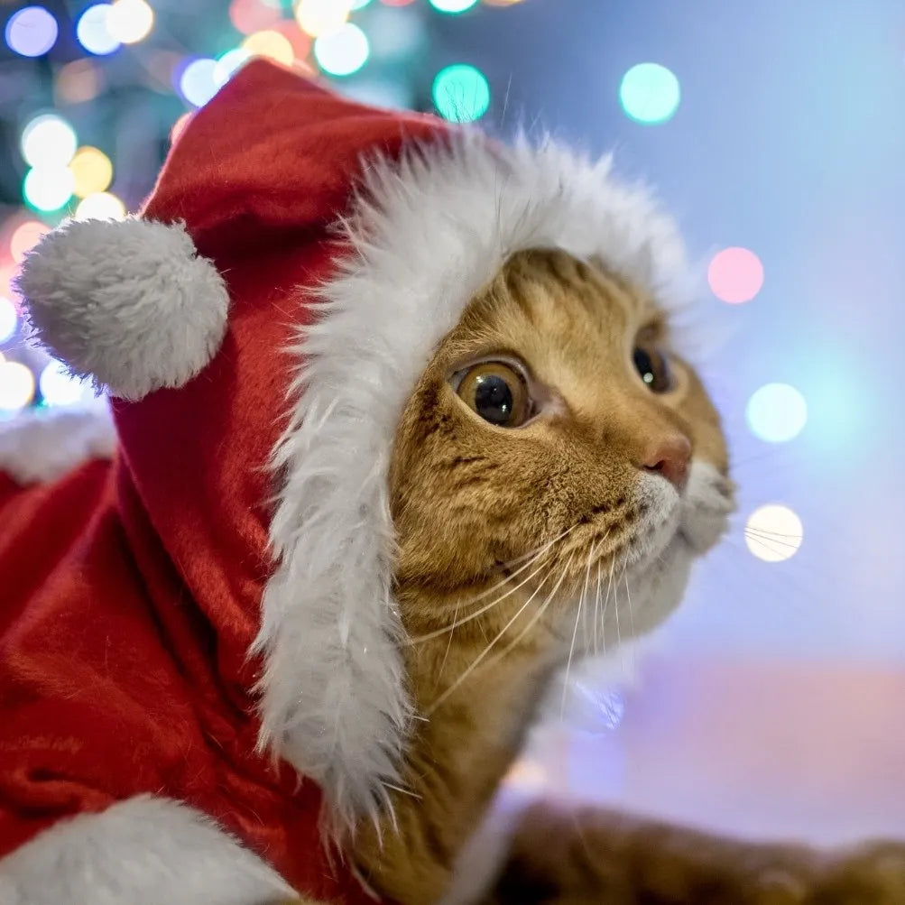 Seasonal Pet Products