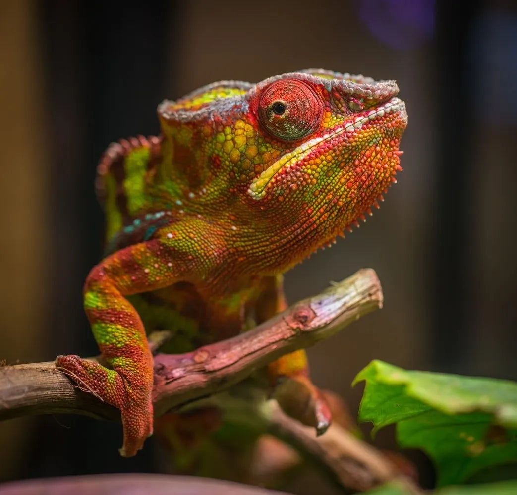 Specialty Pets