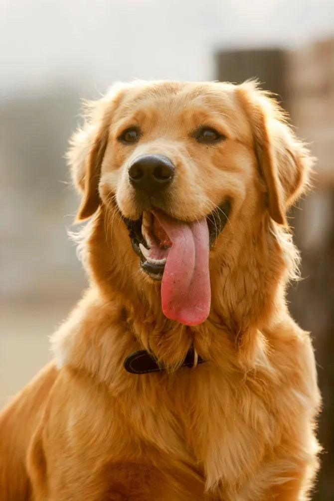 Dog Essentials