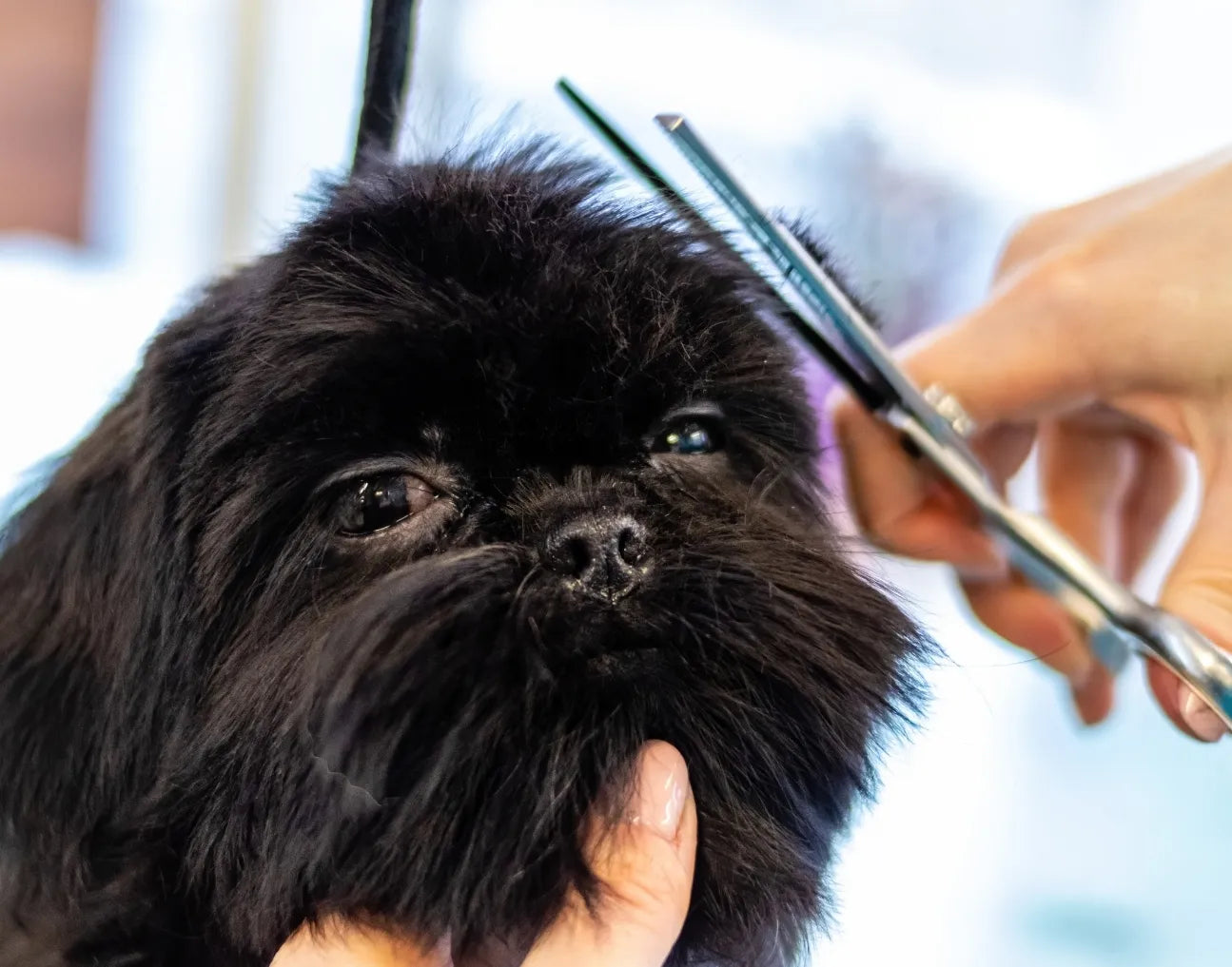 Pet Grooming & Care
